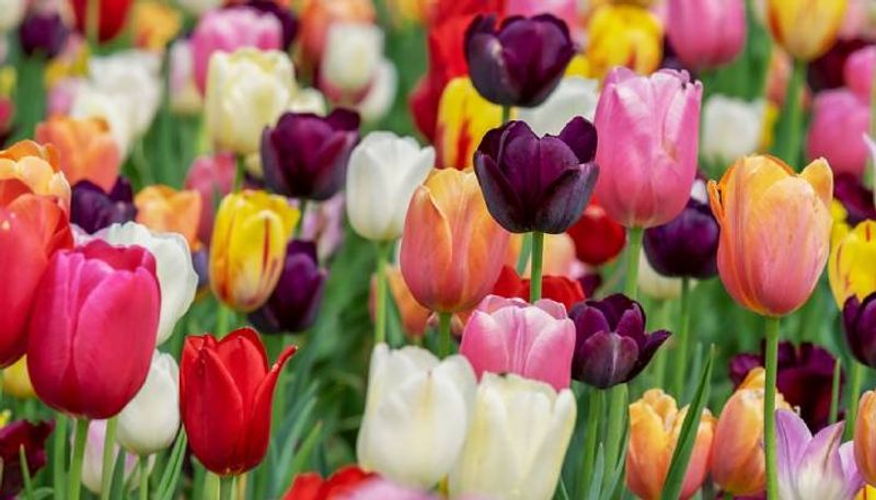 how to grow tulip