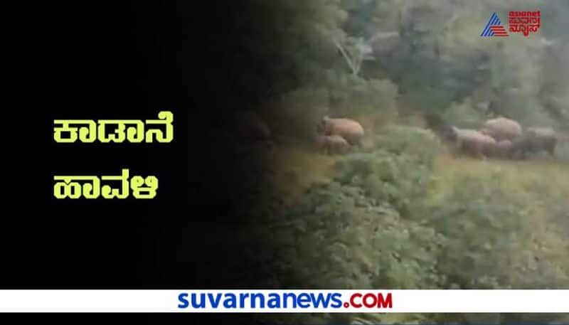 Kolar Elephant Herd Enters Village Destroys Crop hls