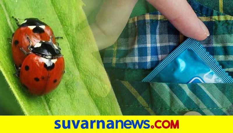 ಕಾಂಡೋಮ್‌ಗೂ ಇದ್ಯಾ expiry ಡೇಟ್‌? ಇಲ್ಲಿದೆ ಮಾಹಿತಿ! | what happens when you