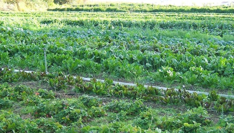 Challenges of organic farming and solutions