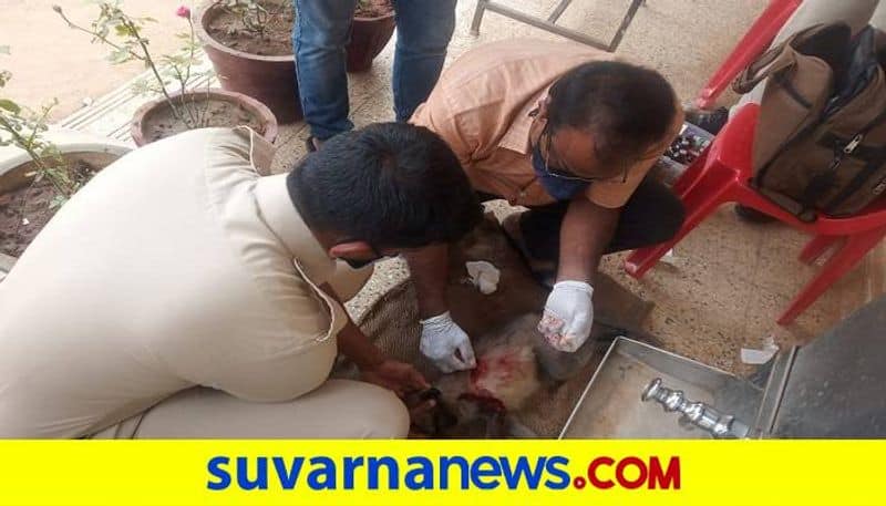 Police Gives Treatment to Injured Monkey in Mundagod in Karwar grg