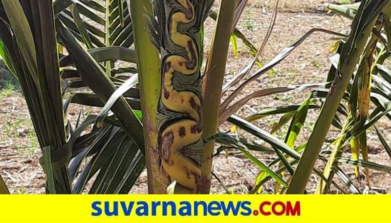 Snake Shaped Coconut Tree in Ballari Karnataka mah