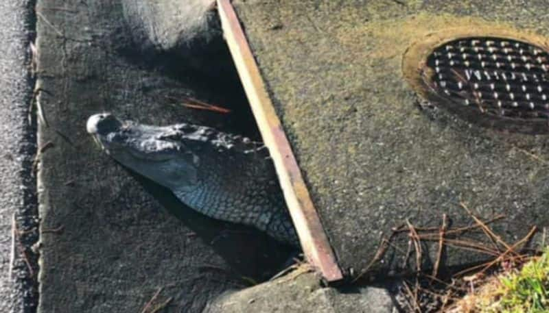 alligator found in storm drain in florida