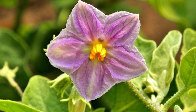 hand pollination in eggplant