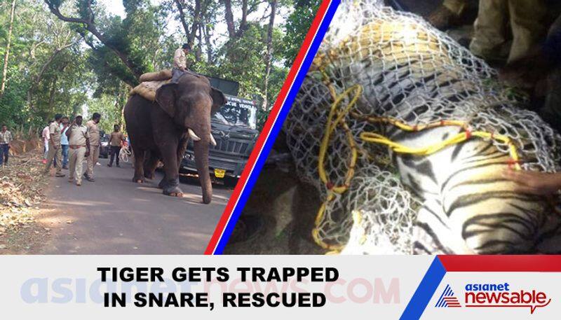 Tiger gets trapped in snare, rescued - ycb