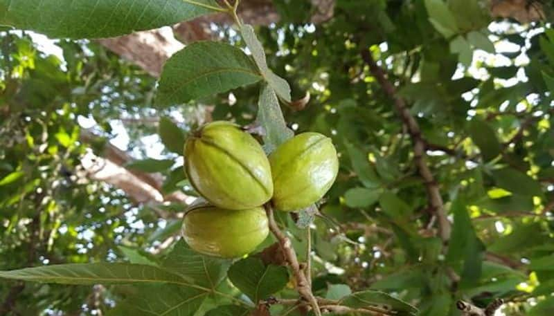 hickory plant and hickory nuts