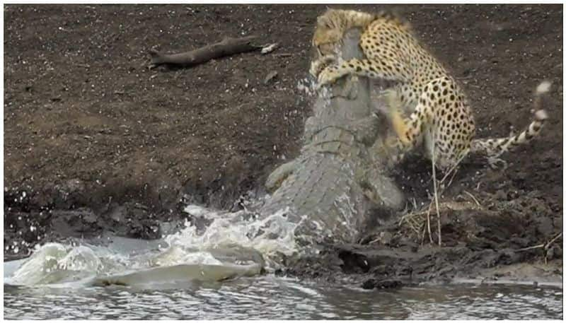 Huge Crocodile Drags Cheetah Into Water In Horrifying Video