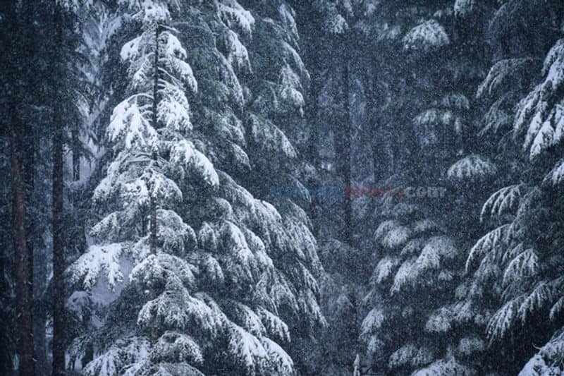 Amazing Animals that Turn White in Winter sns