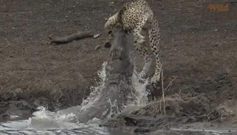 video in which crocodile catches cheetah cub near a lake