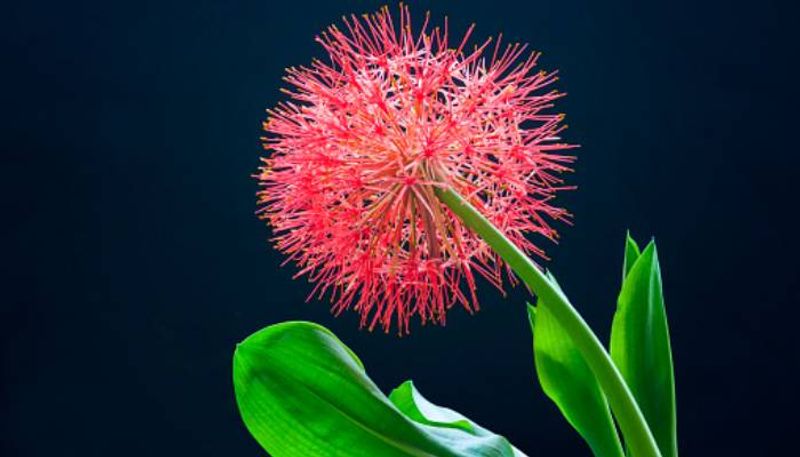 how to grow African Blood Lily Plant