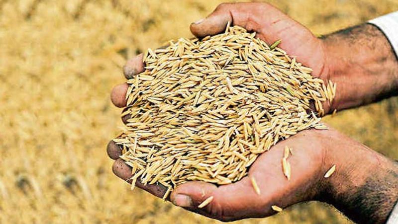 Farmers Faces Problems For Sale of Paddy at Gangavati in Koppal grg