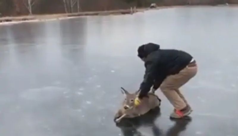 Man rescues deer stuck on frozen lake by pushing it