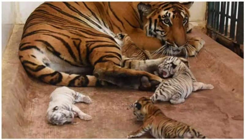 Five tiger cubs born at Aurangabad Zoo