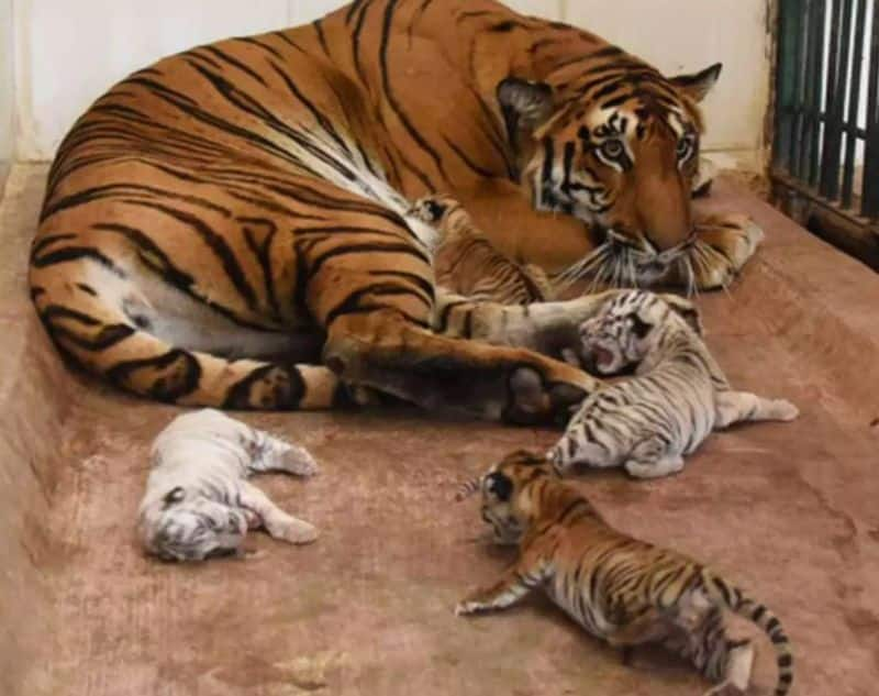 Five tiger cubs born at Aurangabad Zoo