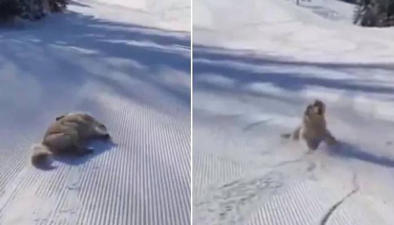 Dog plays in the snow in adorable viral video