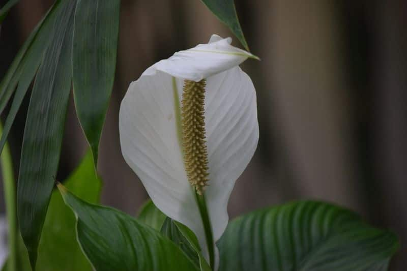 peace lily toxic for cats?