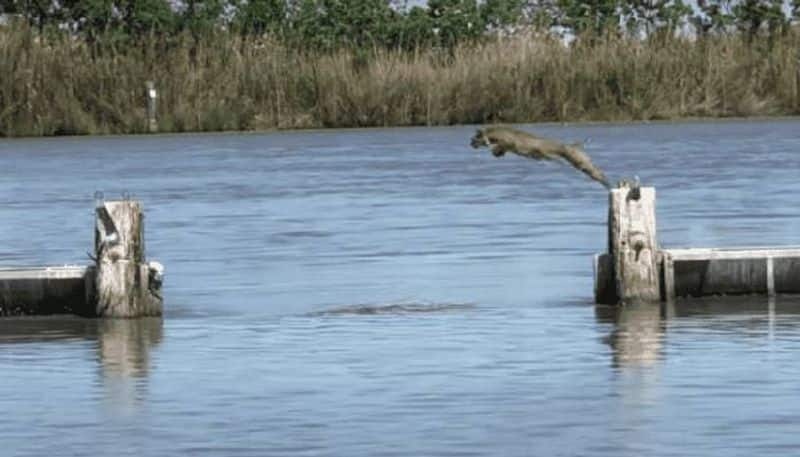 bob cat jump across the river