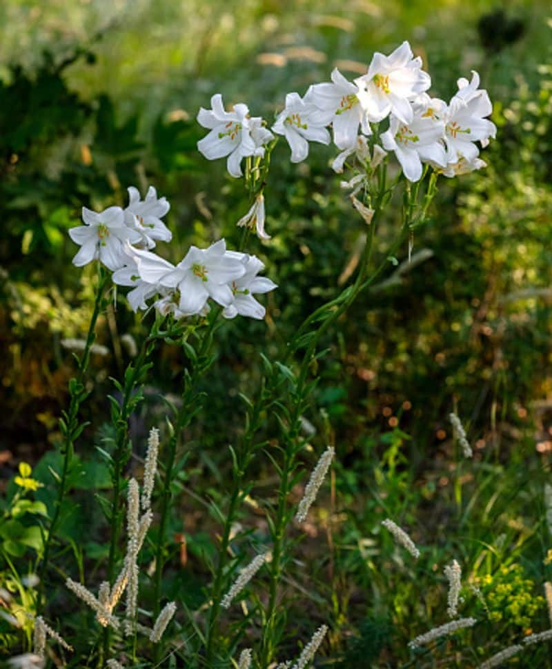 how to grow madona lily