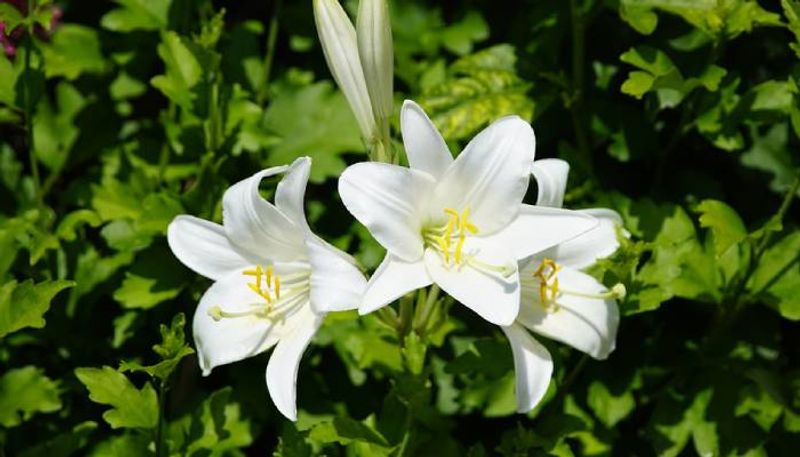 how to grow madona lily