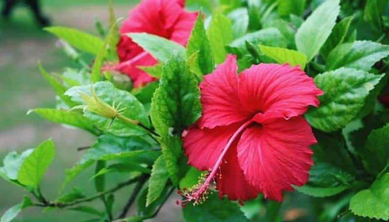 Black Spots On Hibiscus Leaves reason and solution