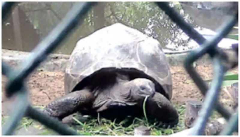 Aldabra Tortoise Among Largest In World Stolen From Chennai Park