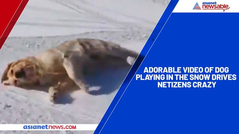 Adorable video of dog playing in the snow drives netizens crazy-tgy