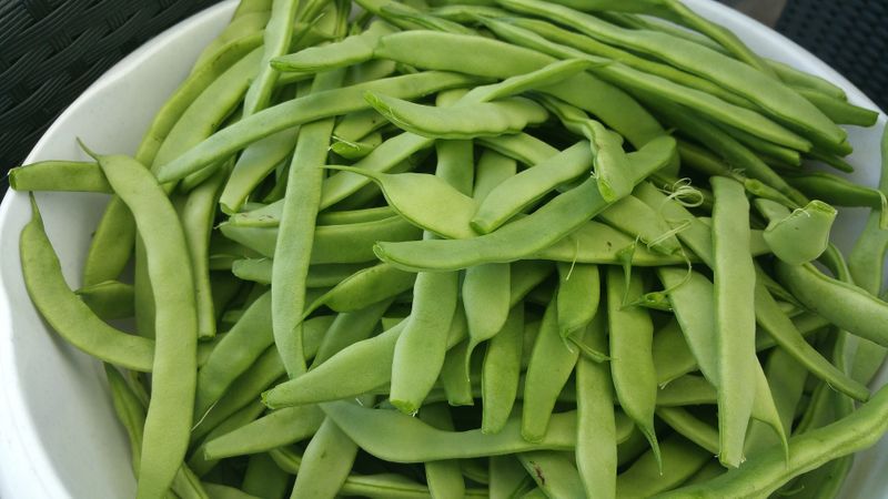 Pea Demand High in Markets  snr