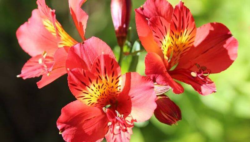 peruvian lily how to grow and care