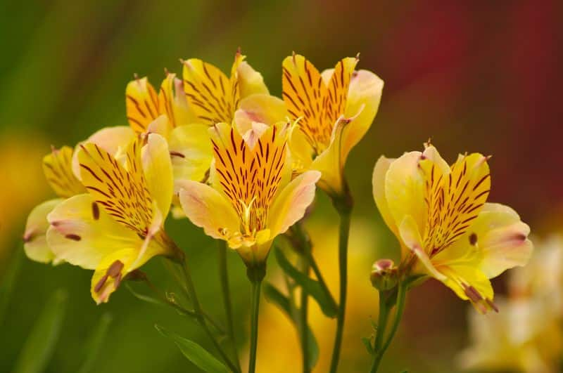 peruvian lily how to grow and care