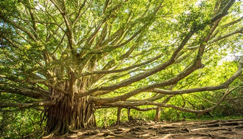 why the banyan tree is always special