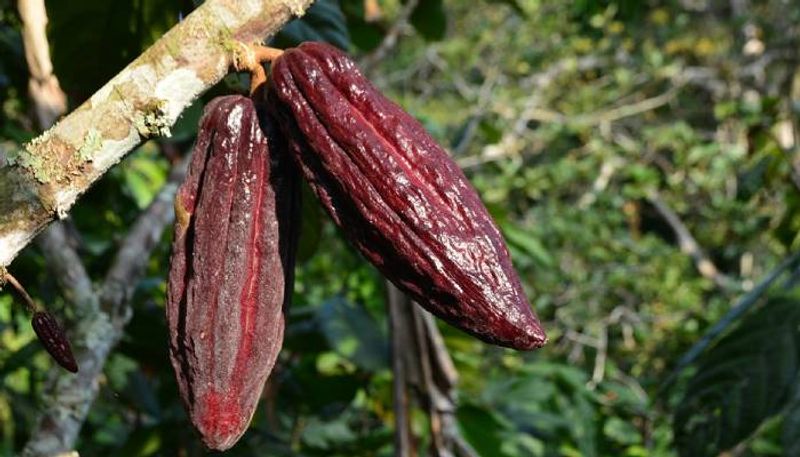 Cocoa Production and farming