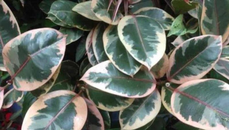 Variegated Rubber Plant indoor and out door