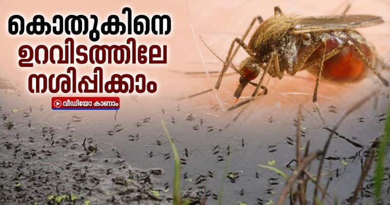 importance of exterminating mosquito