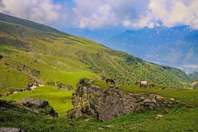 International Day of Forests: इन 6 कारणों से हमारे जीवन के लिए बहुत उपयोगी हैं वन