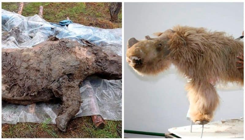 Extinct woolly rhinoceros found in incredible condition after 50000 years frozen in Siberian permafrost