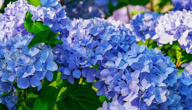 Hydrangea Diseases prevention tips