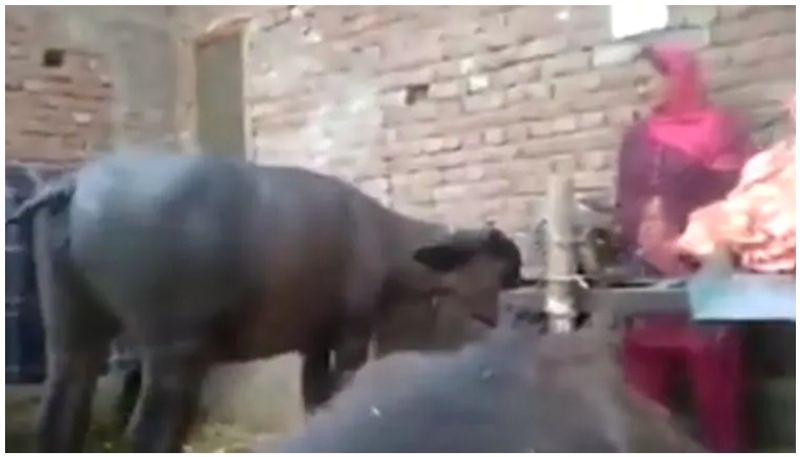 Buffalo dances with owner in viral video