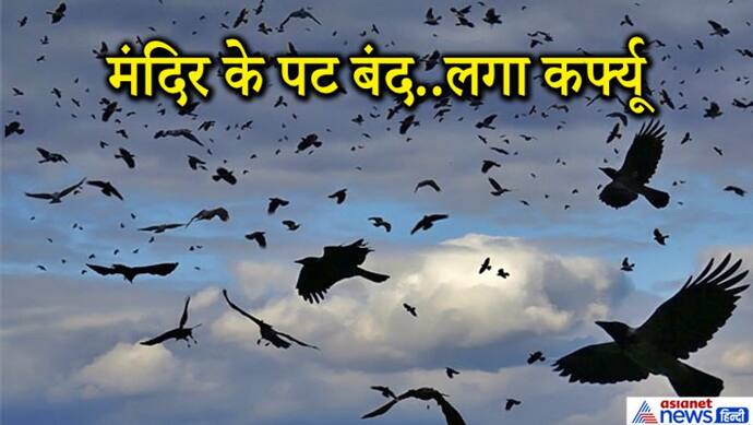 कोरोना के साथ इस महामारी का खतरा, राजस्थान में सैंकड़ों कौओं की मौत..दहशत से घरों में बंद लोग