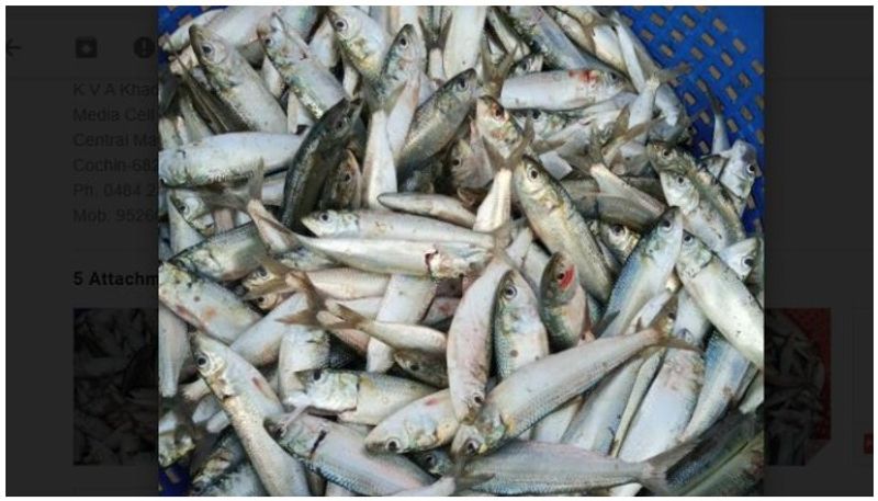 Good news for fish lovers; Herring returns to the coast of Kerala