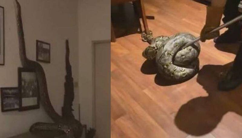 Large snake falls through ceiling trashes home