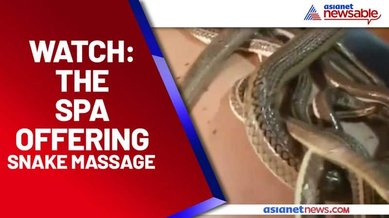 Snakes on your body? This Spa in Egypt offers a snake massage - gps