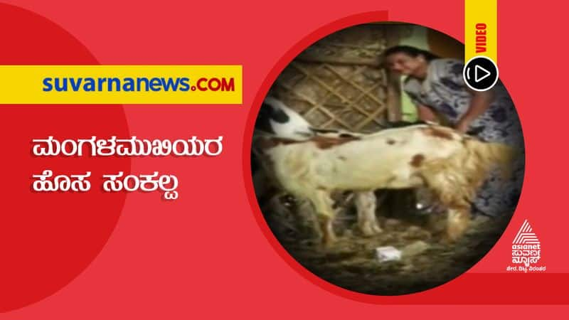 Big 3 Hero Animal Lover Transgenders in Kolar hls