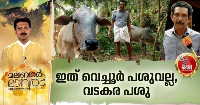 story of extinction of vadakara cow