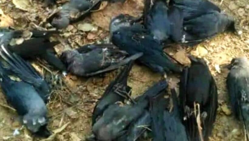 Bird flu: 30 crows found dead in UP's Etawah; avian flu common in winter, don’t panic, says govt