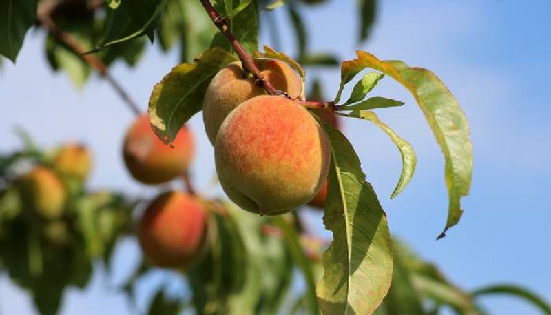 how to grow peaches