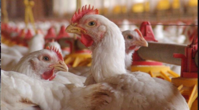 how bird flu spread to humans and know the symptoms