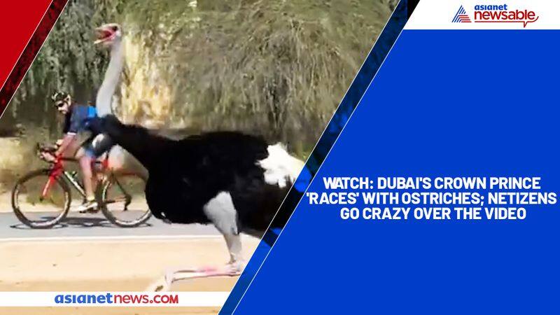 Watch Dubai's Crown Prince 'races' with ostriches; netizens go crazy over the video-tgy