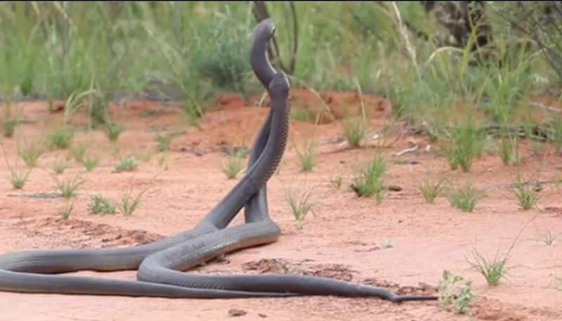 video in which snake fights each other