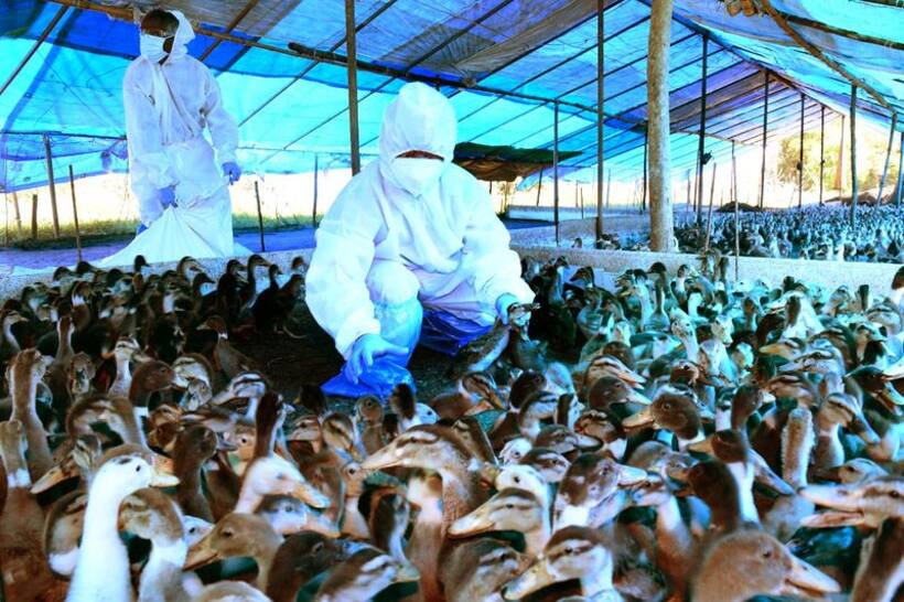 Bird flu in India: 4 states report confirmed cases as avian influenza, alert announced