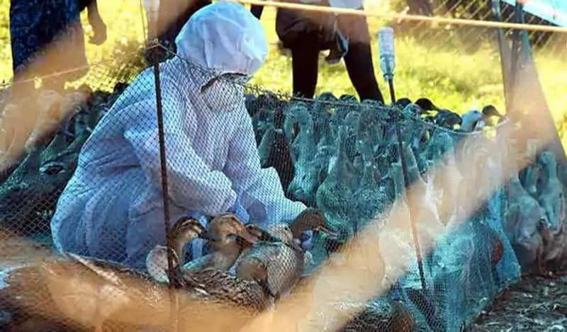 bird flu outbreak Is it safe to eat eggs, chicken